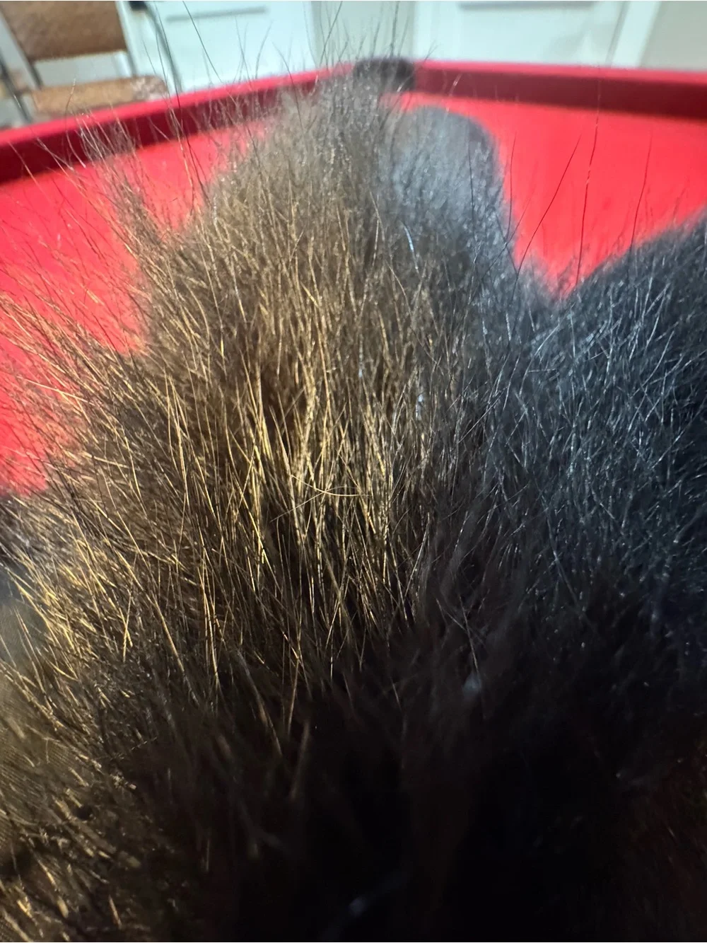 Madison Avenue Mall Furs Black Fox Fur Boa - Luxurious Women’s Wrap